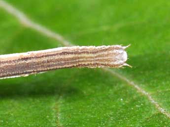  Chenille de Scopula nigropunctata Hfn. - Philippe Mothiron