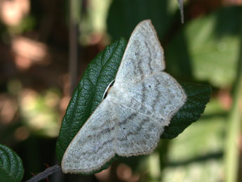 Scopula nigropunctata Hfn. adulte - Philippe Mothiron