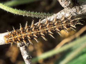  Chenille de Fabriciana niobe L. - Tristan Lafranchis