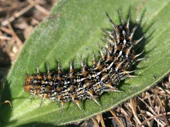  Chenille de Fabriciana niobe L. - Tristan Lafranchis