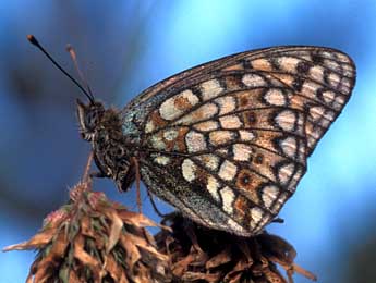 Fabriciana niobe L. adulte - Tristan Lafranchis