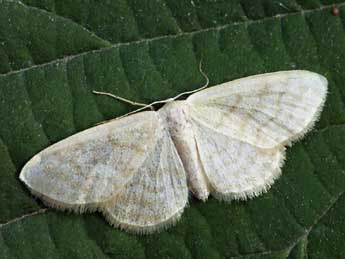 Idaea nitidata H.-S. adulte - Daniel Morel