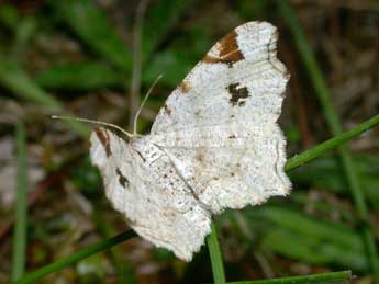 Macaria notata L. adulte - Philippe Mothiron