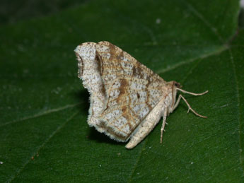 Macaria notata L. adulte - Philippe Mothiron