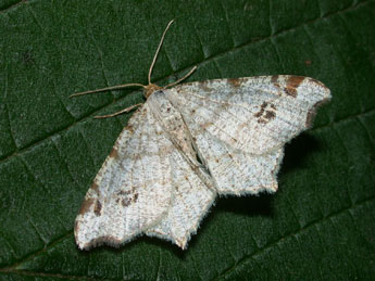 Macaria notata L. adulte - ©Philippe Mothiron