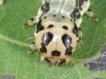  Chenille de Boudinotiana notha Hb. - Philippe Mothiron