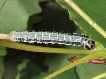  Chenille de Boudinotiana notha Hb. - Philippe Mothiron