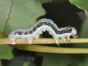  Chenille de Boudinotiana notha Hb. - ©Philippe Mothiron