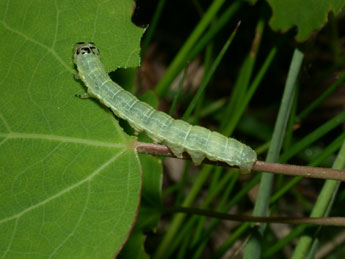  Chenille de Boudinotiana notha Hb. - ©Philippe Mothiron