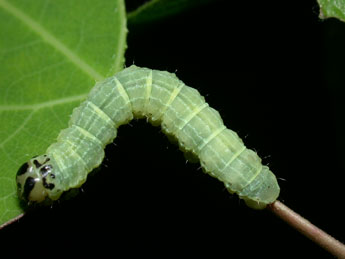  Chenille de Boudinotiana notha Hb. - Philippe Mothiron