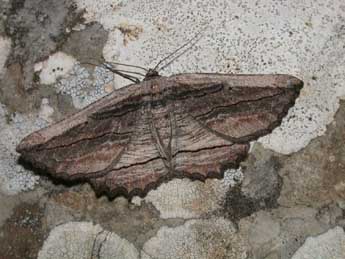 Menophra nycthemeraria Gey. adulte - Philippe Mothiron