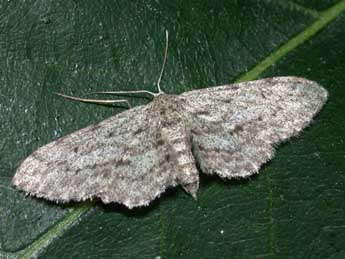 Idaea obliquaria Trti adulte - Philippe Mothiron