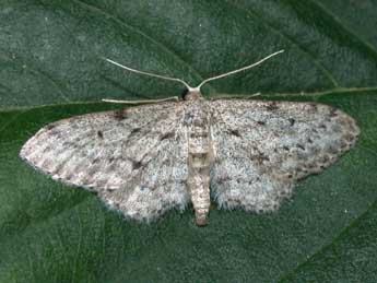 Idaea obliquaria Trti adulte - Philippe Mothiron