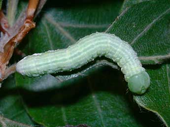  Chenille de Drymonia obliterata Esp. - Philippe Mothiron