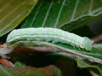  Chenille de Drymonia obliterata Esp. - ©Philippe Mothiron