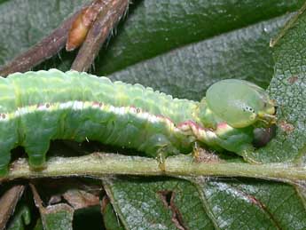  Chenille de Drymonia obliterata Esp. - Philippe Mothiron