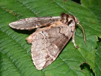 Drymonia obliterata Esp. adulte - ©Philippe Mothiron