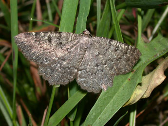 Charissa obscurata obscurata D. & S. adulte - ©Philippe Mothiron