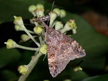 Hypena obsitalis Hb. adulte - Philippe Mothiron