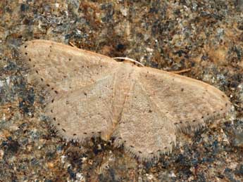 Idaea obsoletaria Rbr adulte - ©Daniel Morel