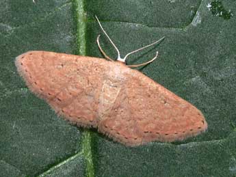 Idaea obsoletaria Rbr adulte - ©Philippe Mothiron