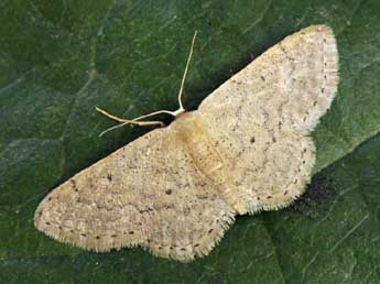 Idaea obsoletaria Rbr adulte - ©Daniel Morel