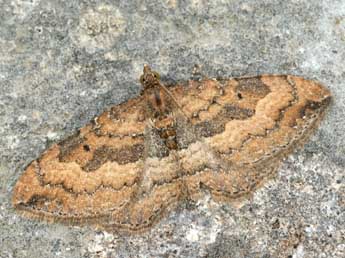 Nycterosea obstipata F. adulte - ©Daniel Morel