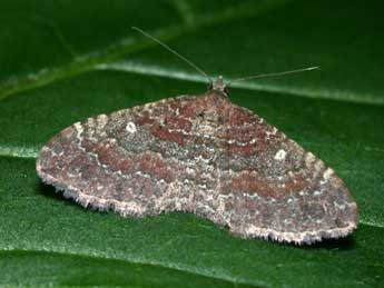 Nycterosea obstipata F. adulte - Philippe Mothiron