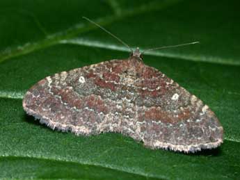 Nycterosea obstipata F. adulte - ©Philippe Mothiron