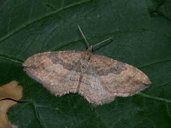 Nycterosea obstipata F. adulte - ©Philippe Mothiron