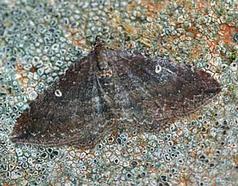 Nycterosea obstipata F. adulte - Daniel Morel