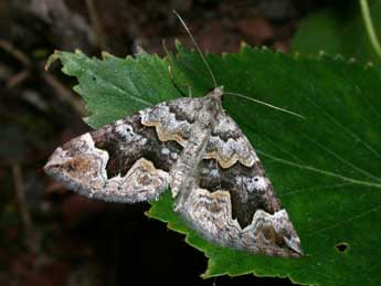 Scotopteryx obvallaria Mab. adulte - Philippe Mothiron