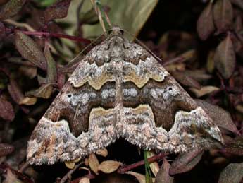 Scotopteryx obvallaria Mab. adulte - ©Philippe Mothiron