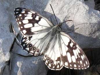 Melanargia occitanica Esp. adulte - Philippe Mothiron