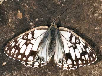 Melanargia occitanica Esp. adulte - ©Daniel Morel