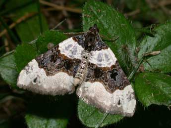 Cosmorhoe ocellata L. adulte - ©Philippe Mothiron