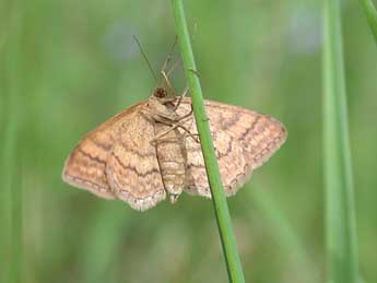 Idaea ochrata Scop. adulte - ©Philippe Mothiron