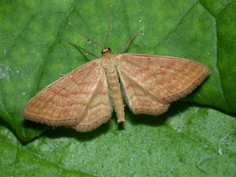 Idaea ochrata Scop. adulte - Philippe Mothiron