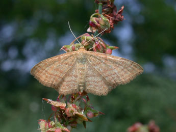 Idaea ochrata Scop. adulte - ©Philippe Mothiron