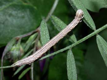  Chenille de Aspitates ochrearia Rossi - ©Philippe Mothiron