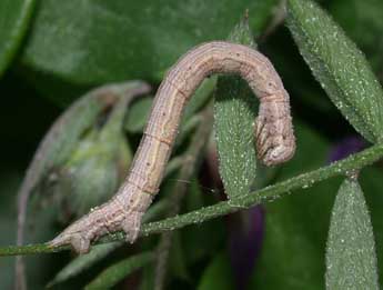  Chenille de Aspitates ochrearia Rossi - ©Philippe Mothiron