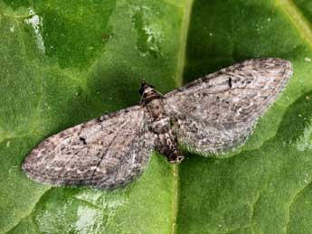 Eupithecia ochridata Sch. & Pink. adulte - ©Daniel Morel