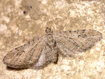 Eupithecia ochridata Sch. & Pink. adulte - ©Lionel Taurand