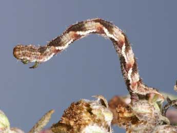  Chenille de Eupithecia ochridata Sch. & Pink. - Lionel Taurand