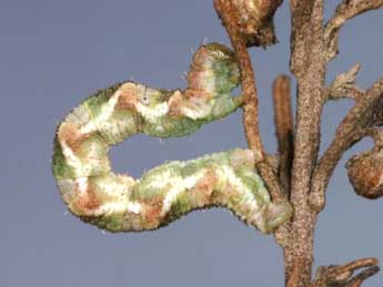  Chenille de Eupithecia ochridata Sch. & Pink. - Lionel Taurand