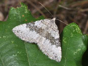 Scotopteryx octodurensis Favre adulte - Philippe Mothiron