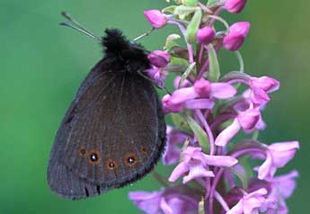 Erebia oeme Hb. adulte - ©Tristan Lafranchis