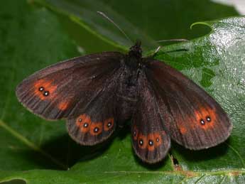 Erebia oeme Hb. adulte - ©Philippe Mothiron