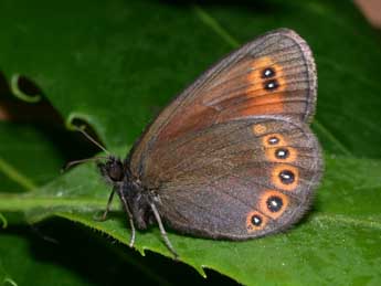 Erebia oeme Hb. adulte - ©Philippe Mothiron