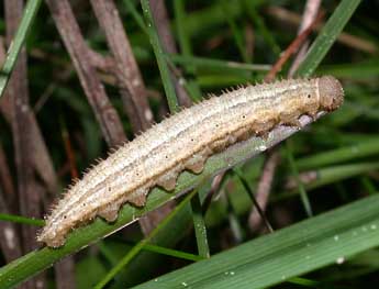  Chenille de Erebia oeme Hb. - Philippe Mothiron